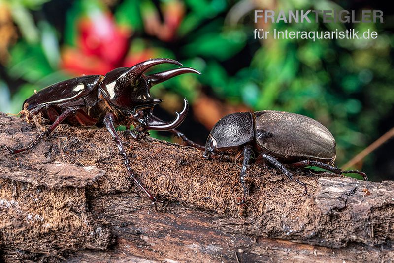 Atlaskäfer, Chalcosoma atlas, männlich