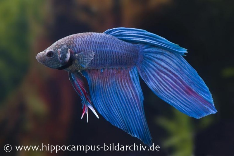 Long Tail Kampffisch blau, Männchen, Betta splendens