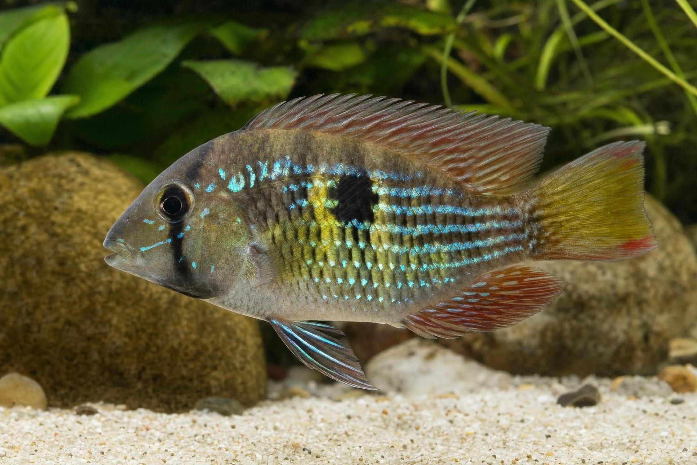 Streifenflossen-Erdfresser, Gymnogeophagus rhabdotus