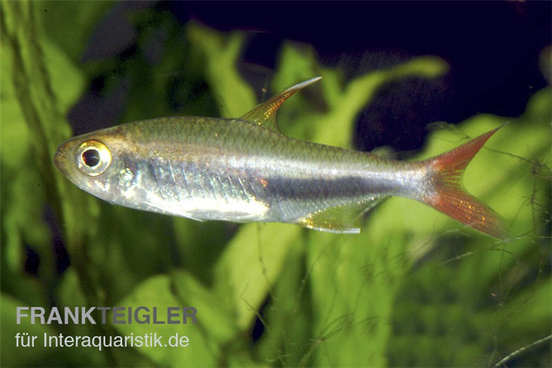 Loretosalmler, Hyphessobrycon loretoensis