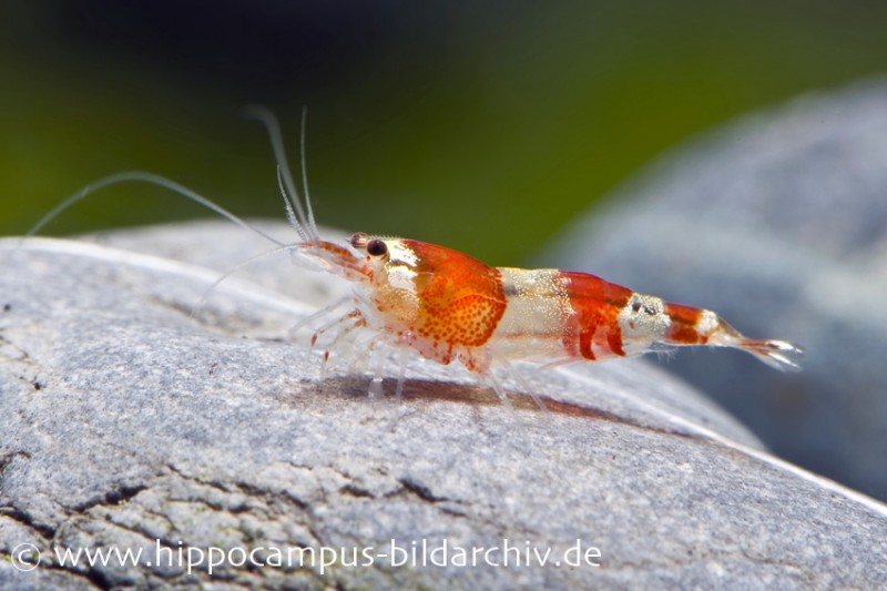 Red Bee Grade A Garnele, Caridina logemanni