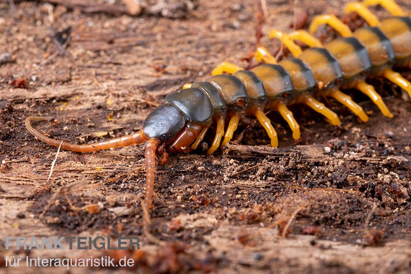 Trigonopodus-Hundertfüßer, Ethmostigmus trigonopodus Niger, Gelb