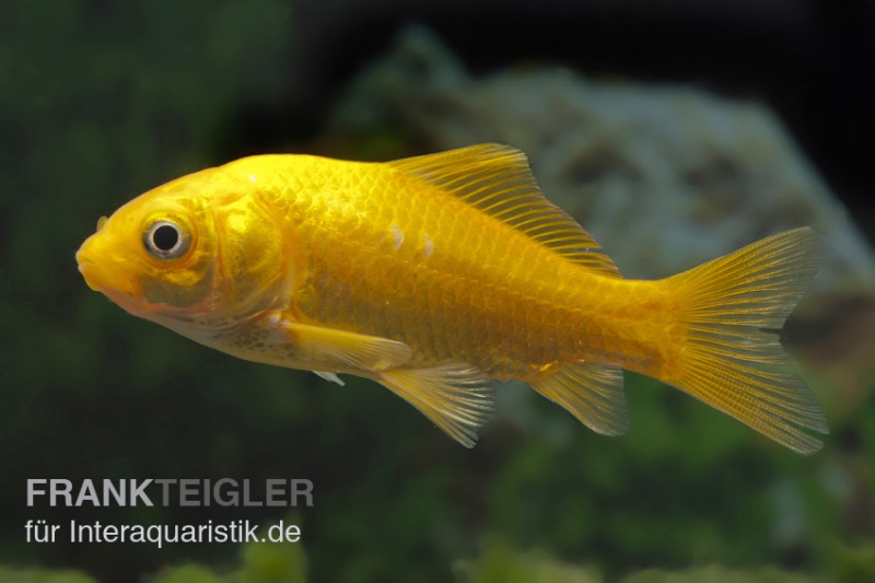 Goldfisch Gelb, Carassius auratus (Kaltwasser)