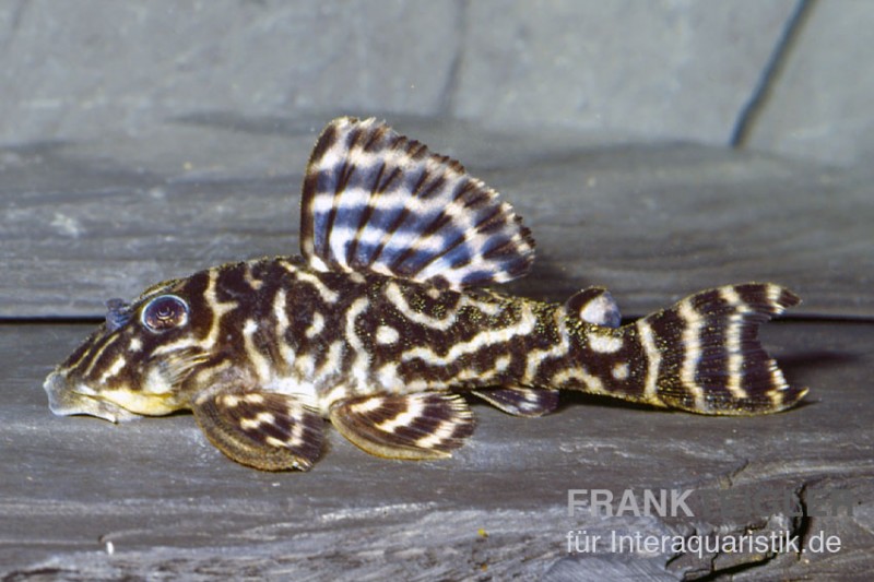 L270 Schokoladen-Zebrawels, Hypancistrus sp.