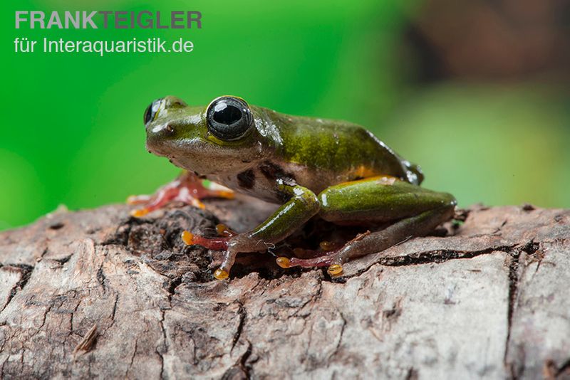 Grüner Riedfrosch, Hyperolius fusciventris