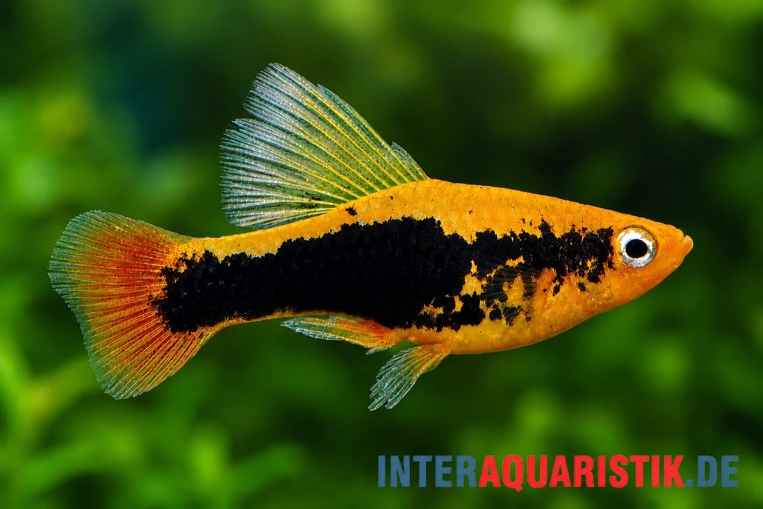 Hawaii Platy "Highfin" (Xiphophorus variatus), orange-schwarzer Zierplaty mit breitem schwarzem Seitenband und ausgeprägter Highfin-Rückenflosse vor grünem Aquarienhintergrund – idealer, pflegeleichter Zierfisch für Aquaristik