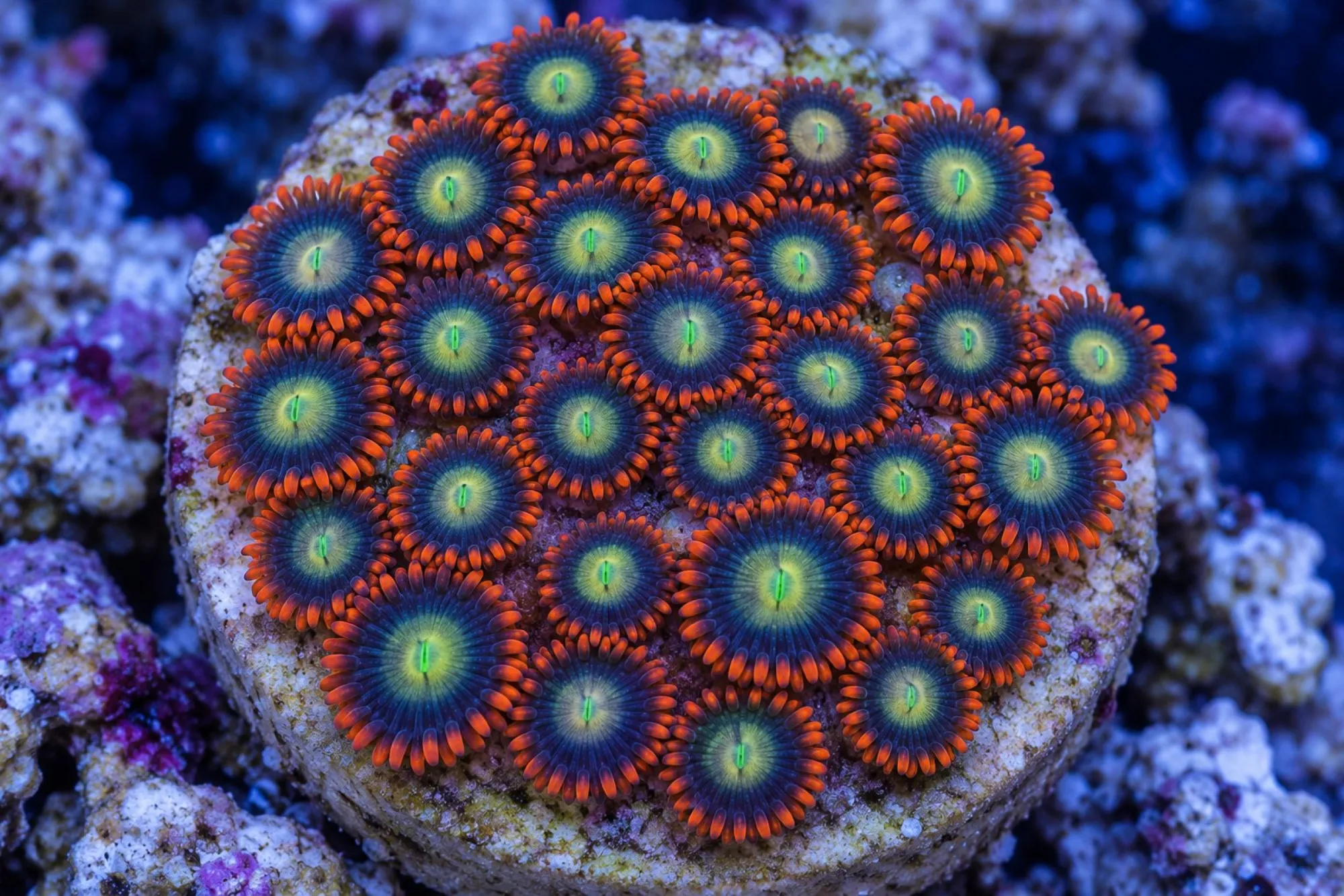 Krustenanemone „Ring of Fire“ (Nachzucht), Zoanthus spec., ca. 25 - 35 Polypen