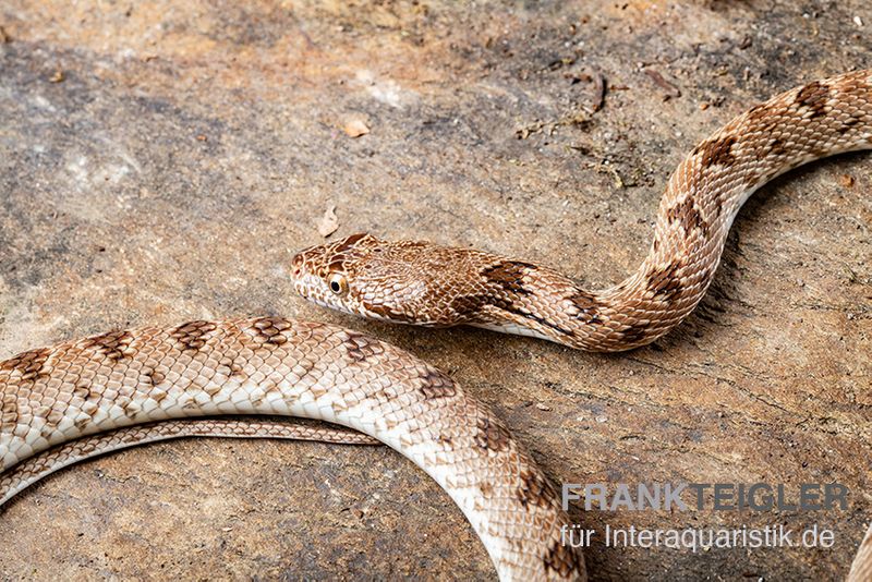 Diademnatter, Spalerosophis diadema