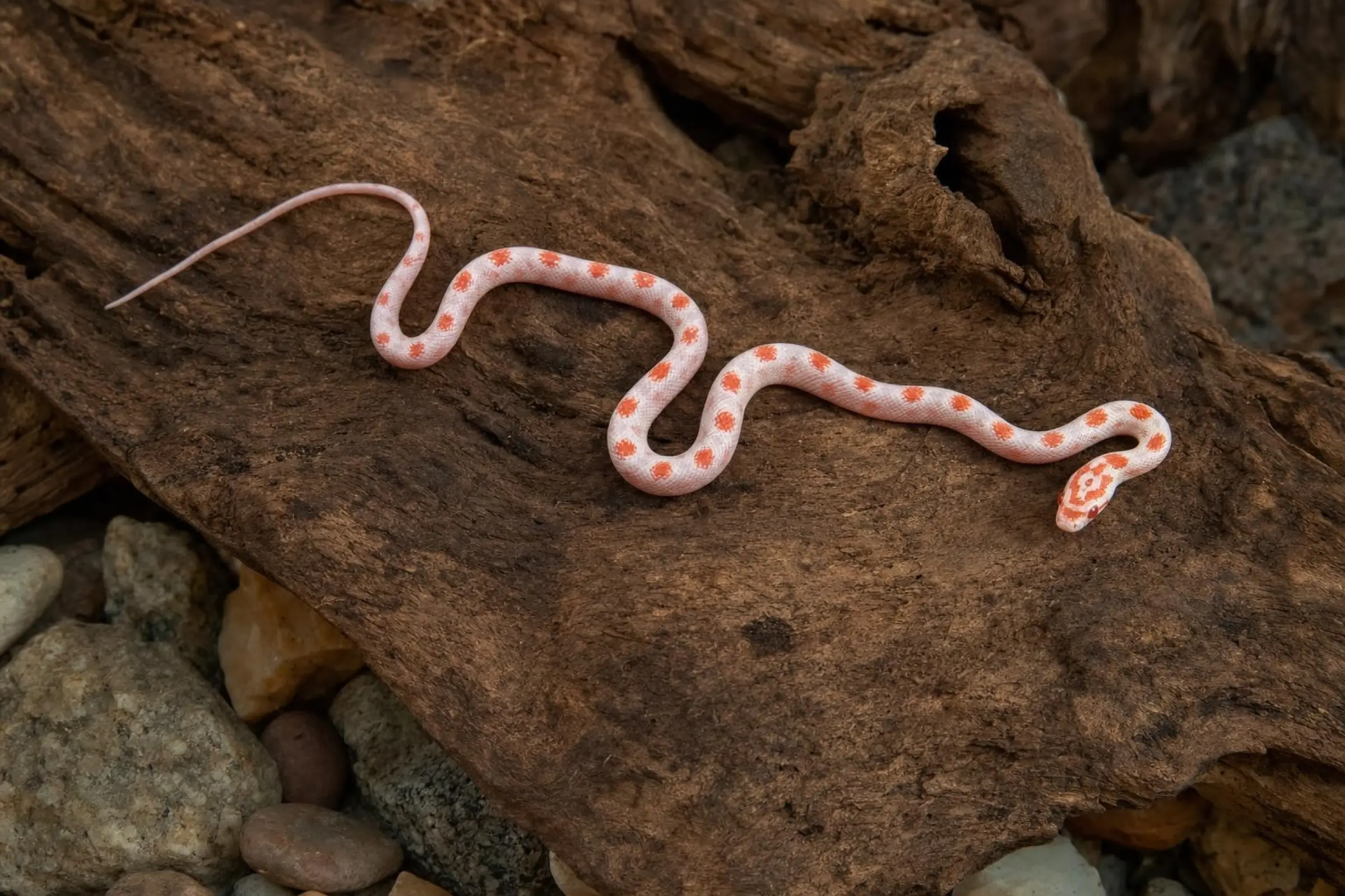 High-White-Kornnatter, NZ 26, Pantherophis guttatus