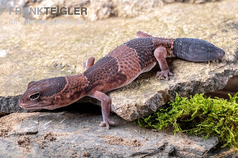 Afrikanischer Fettschwanzgecko, Hemitheconyx caudicinctus, Paarpreis