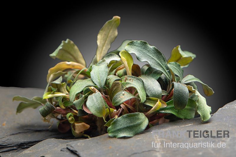 Bucephalandra brownie "Ghost Ulu Kapus", im Topf