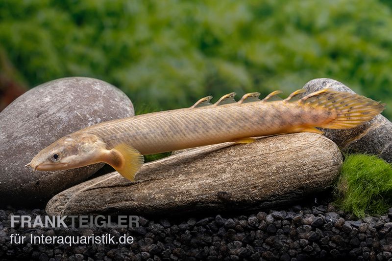 Pollis Flösselhecht, Polypterus polli