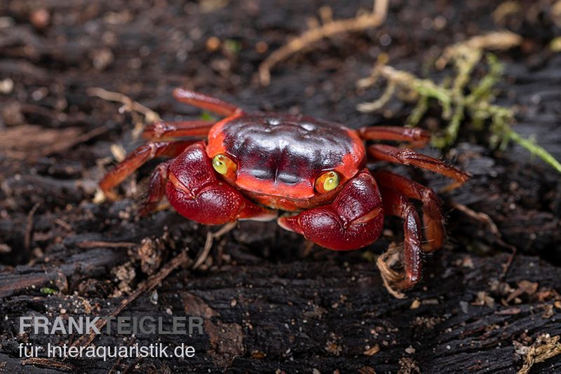 Chamäleonkrabbe, Metasesarma aubryi (Red Apple Crab)