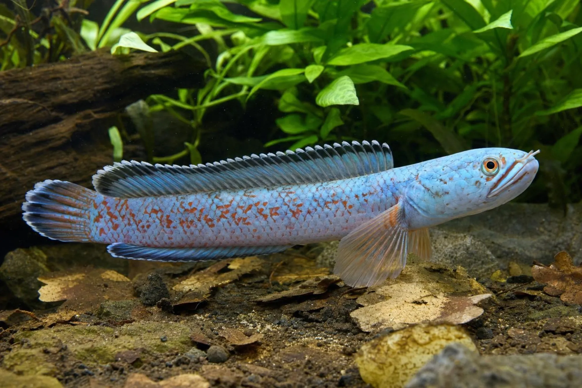Aristoneis Schlangenkopffisch „Electric Mosaic Red“, Channa aristonei