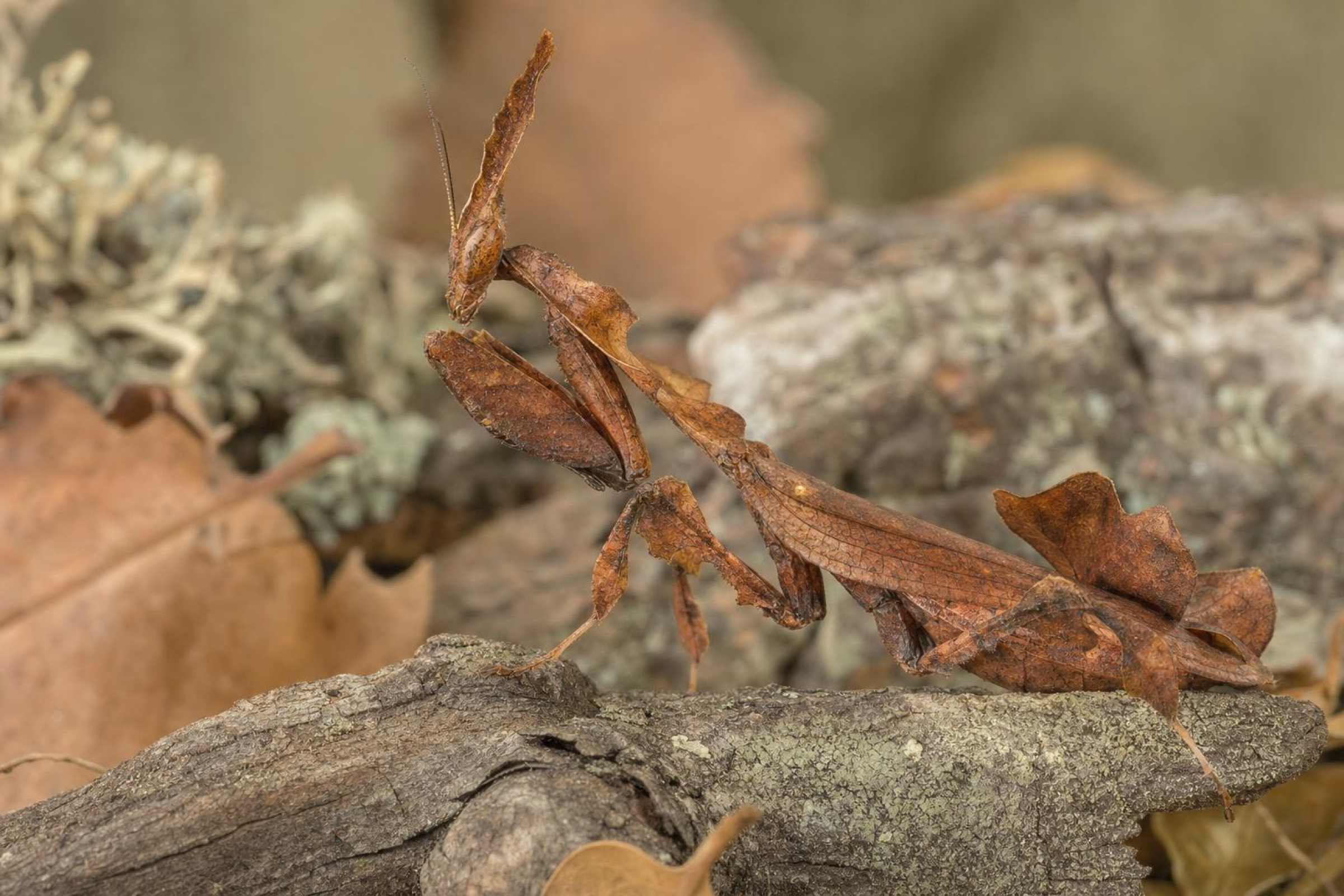 Geistermantis, Phyllocrania paradoxa