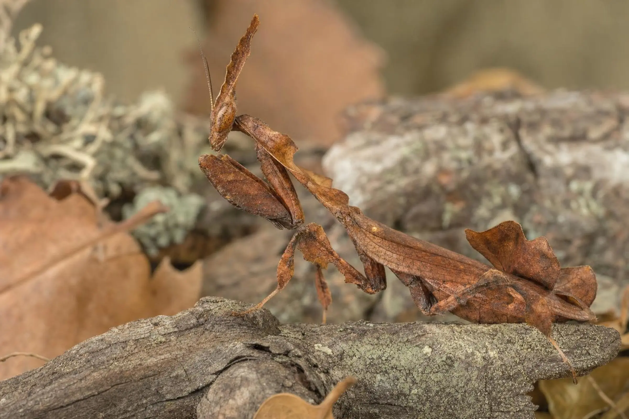 Geistermantis, Phyllocrania paradoxa