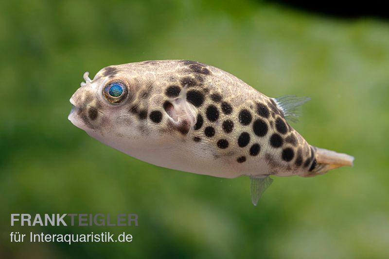 Leopardkugelfisch, Tetraodon schoutedeni