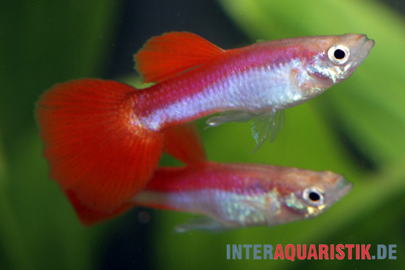 Guppy Rainbow Metallic, Poecilia reticulata, Männchen