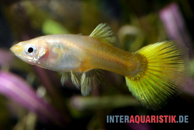 Guppy goldgelb Tuxedo, Poecilia reticulata, Männchen