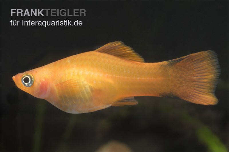 Oranger Schwertträger, Xiphophorus helleri, Zufällig ausgewählt