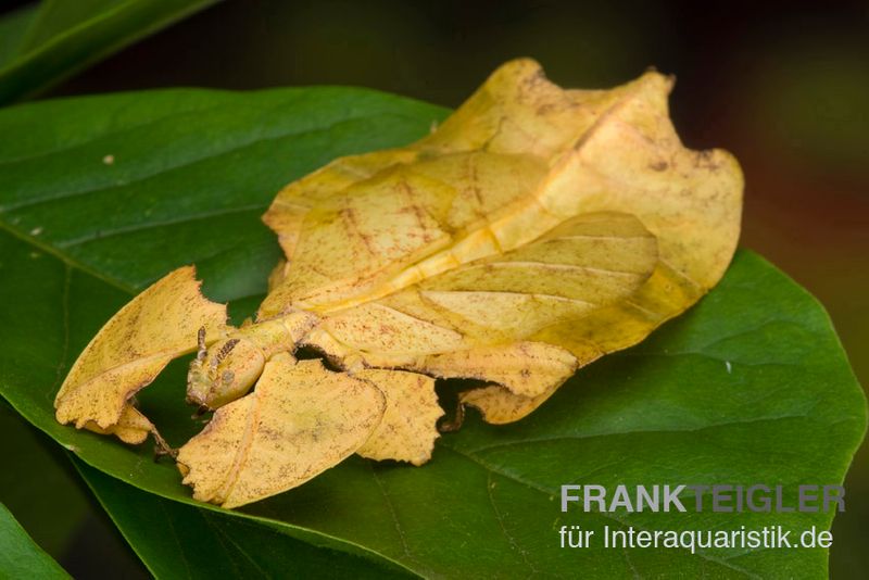 Wandelndes Blatt (gelb), Phyllium pulchrifolium (yellow)