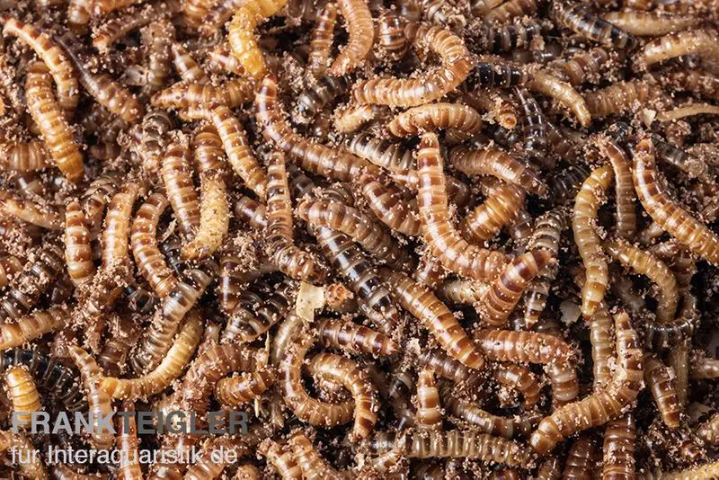 Buffalowürmer, Alphitobius laevigatus, ca. 50 ml