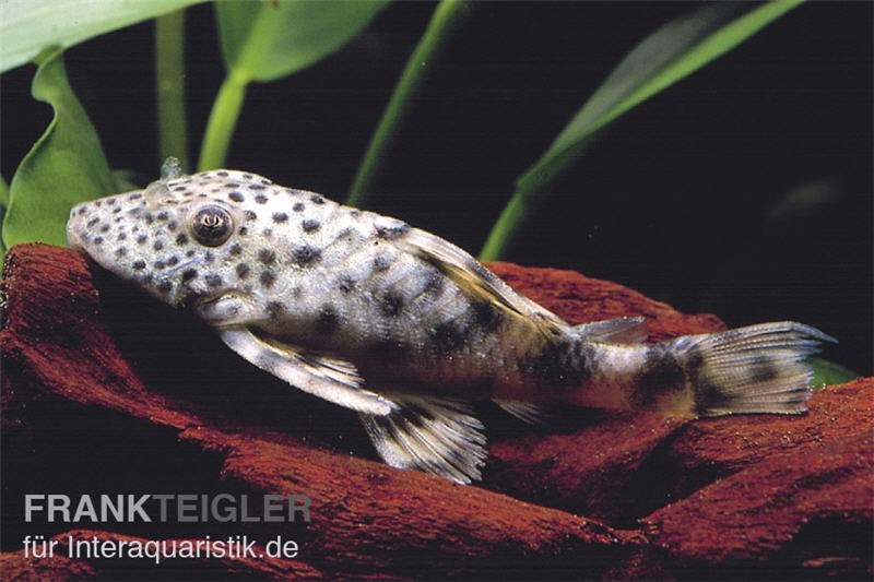 Tapajos-Zwergschilderwels, L140, Peckoltia sp.