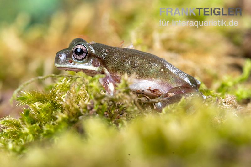 Blauer Korallenfinger-Laubfrosch,  Litoria caerulea