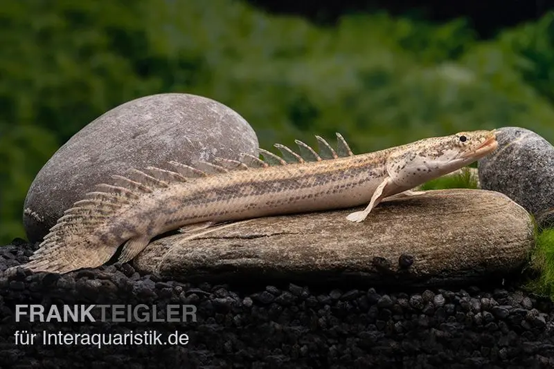 Lapradei-Flösselhecht, Polypterus lapradei, 20-30 cm