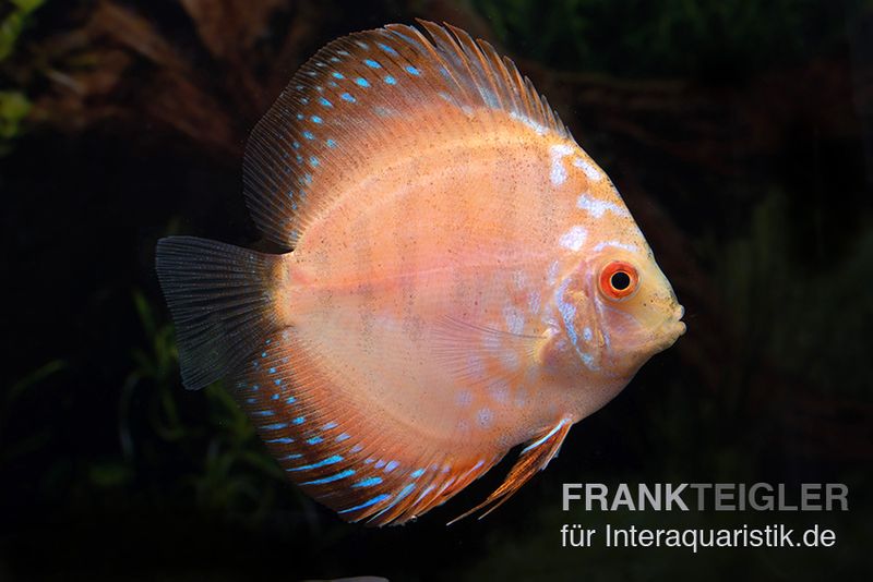 Diskusfisch ASIA-NZ, Symphysodon discus White Scorpion, 5-6 cm