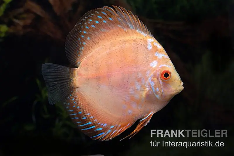 Diskusfisch ASIA-NZ, Symphysodon discus White Scorpion