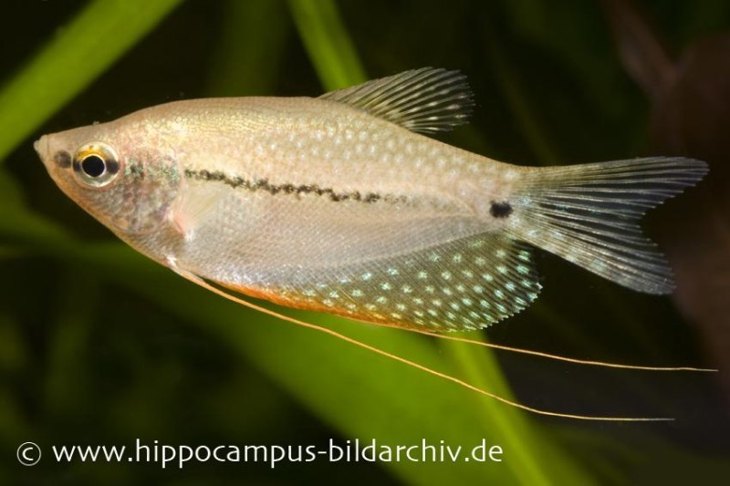 Mosaikfadenfisch, Trichogaster leeri