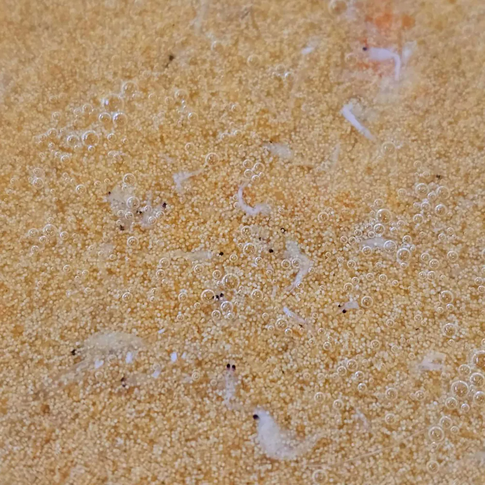 Nahaufnahme des Gel-o-Juice Gelfutters mit sichtbaren Artemia-, Krill- und Mysis-Partikeln sowie kleinen Luftblasen; Dupla Marin Gel-o-Juice Special Mix, 500 ml, Meerwasserfutter für Fische, Filtrierer und Korallen