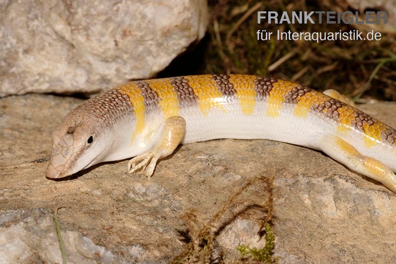 Apothekerskink, Scincus scincus