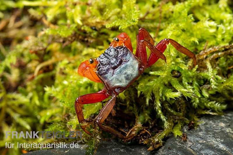 Mandarinenkrabbe, Geosesarma sp. 'Mandarine', Zufällig ausgewählt