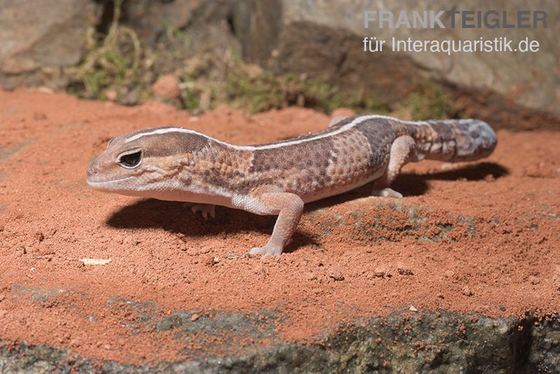 Afrikanischer Fettschwanzgecko, Hemitheconyx caudicinctus, gemischt