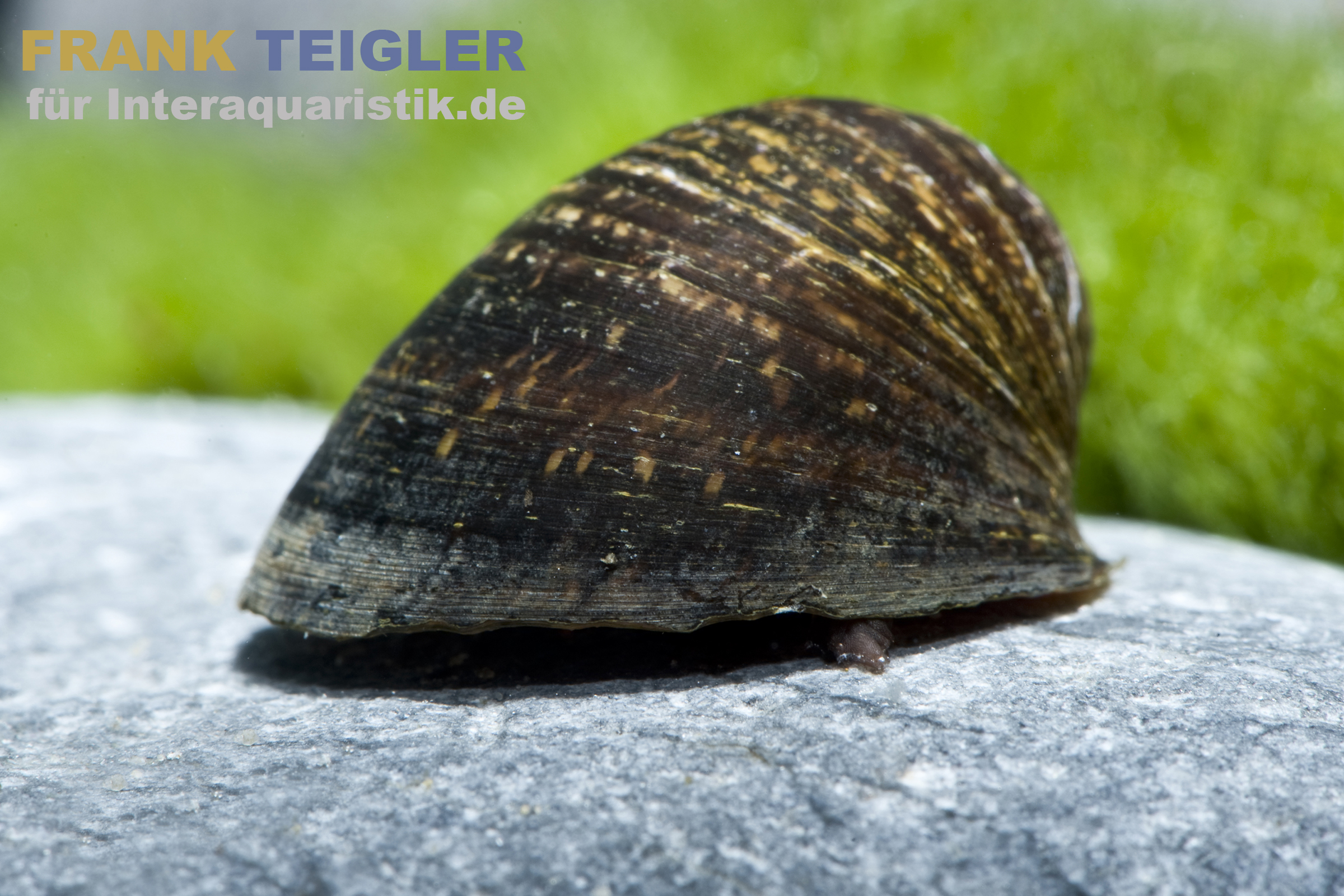 Algenrennschnecke, Neritina pulligera