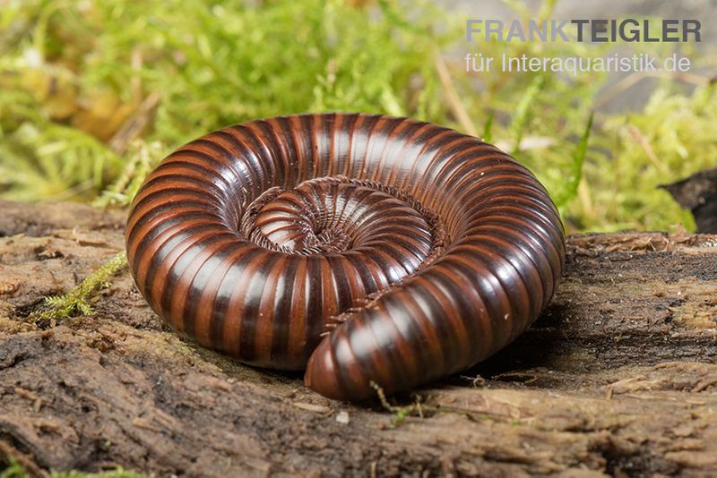 Gestreifter Delta Millipede, Spirostreptus spec. Delta banded