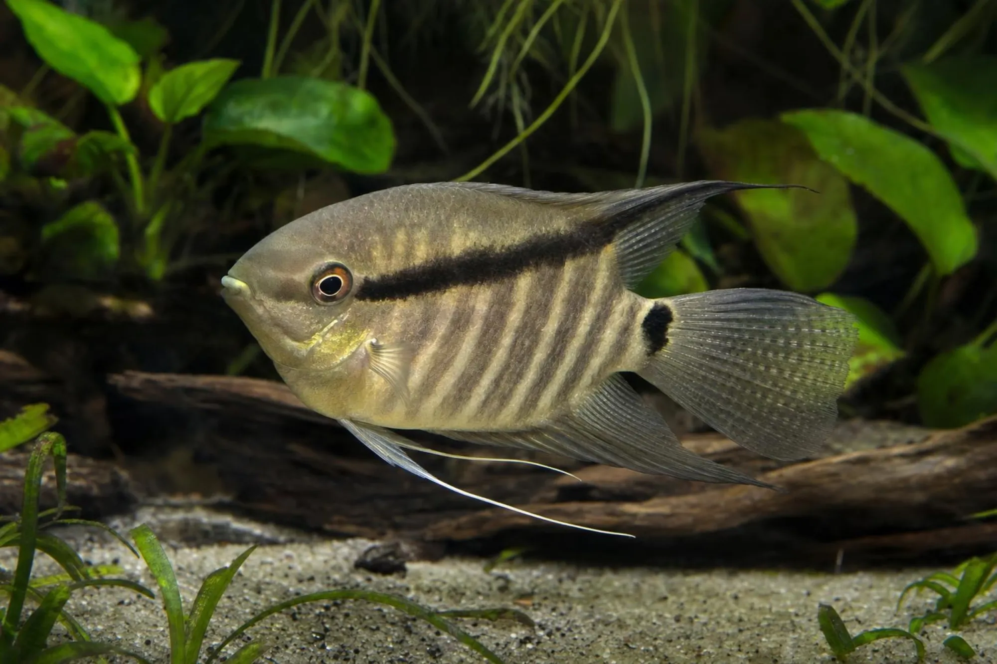 Peruanischer Flaggenbuntbarsch, Mesonauta mirificus