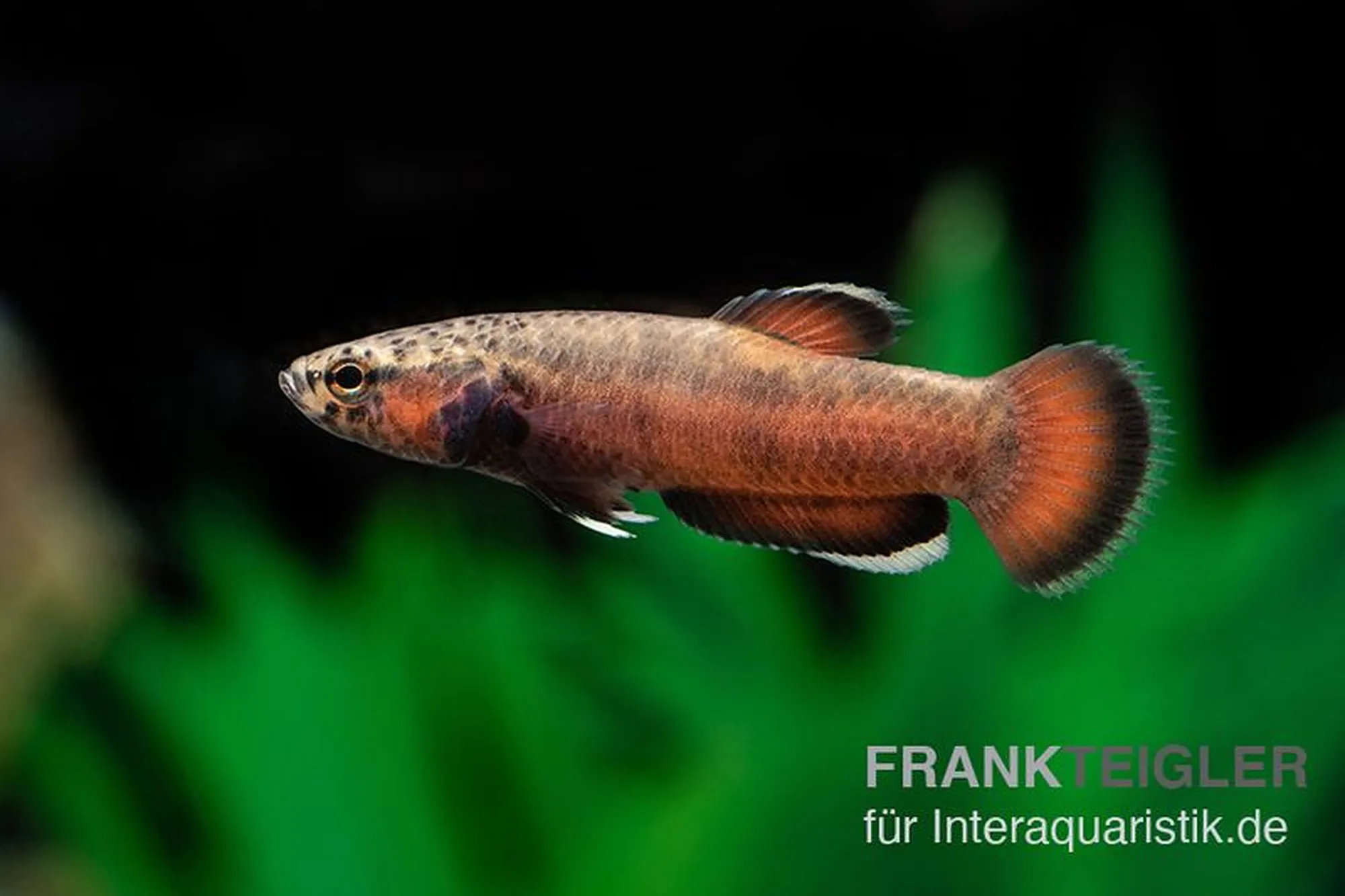 Weißsaum-Zwergkampffisch „Sebuku“, Betta albimarginata „Sebuku“