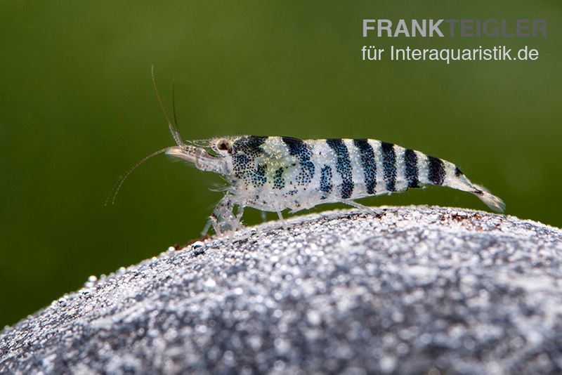 Indische Streifengarnele, Neocaridina babaulti