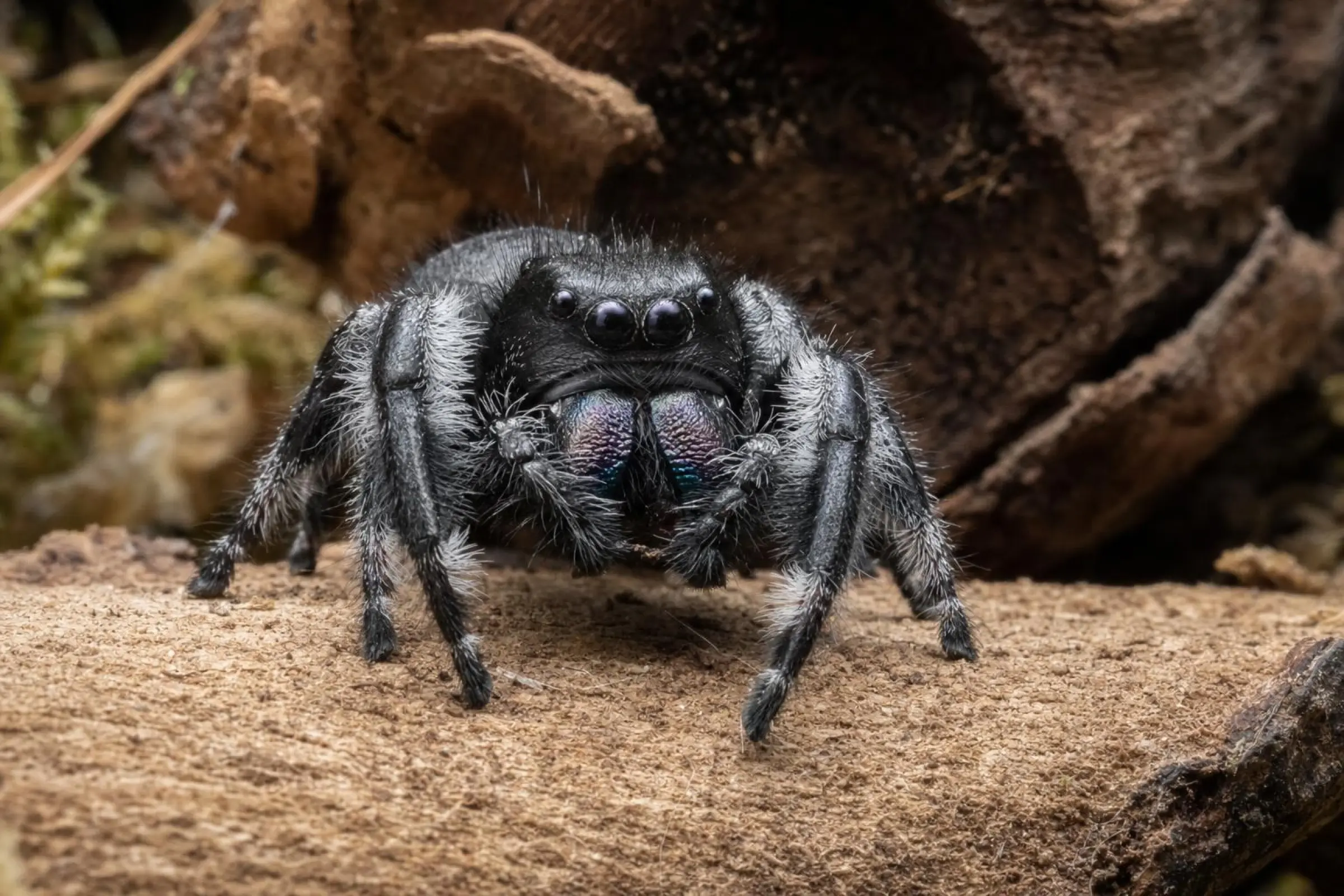 Königsspringspinne „Dark“, Phidippus regius