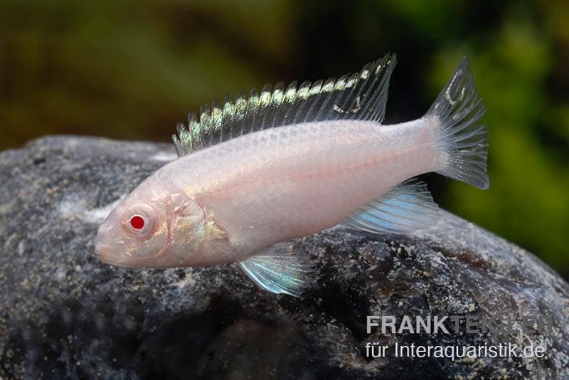 Purpurprachtbarsch albino, Pelvicachromis pulcher "albino"