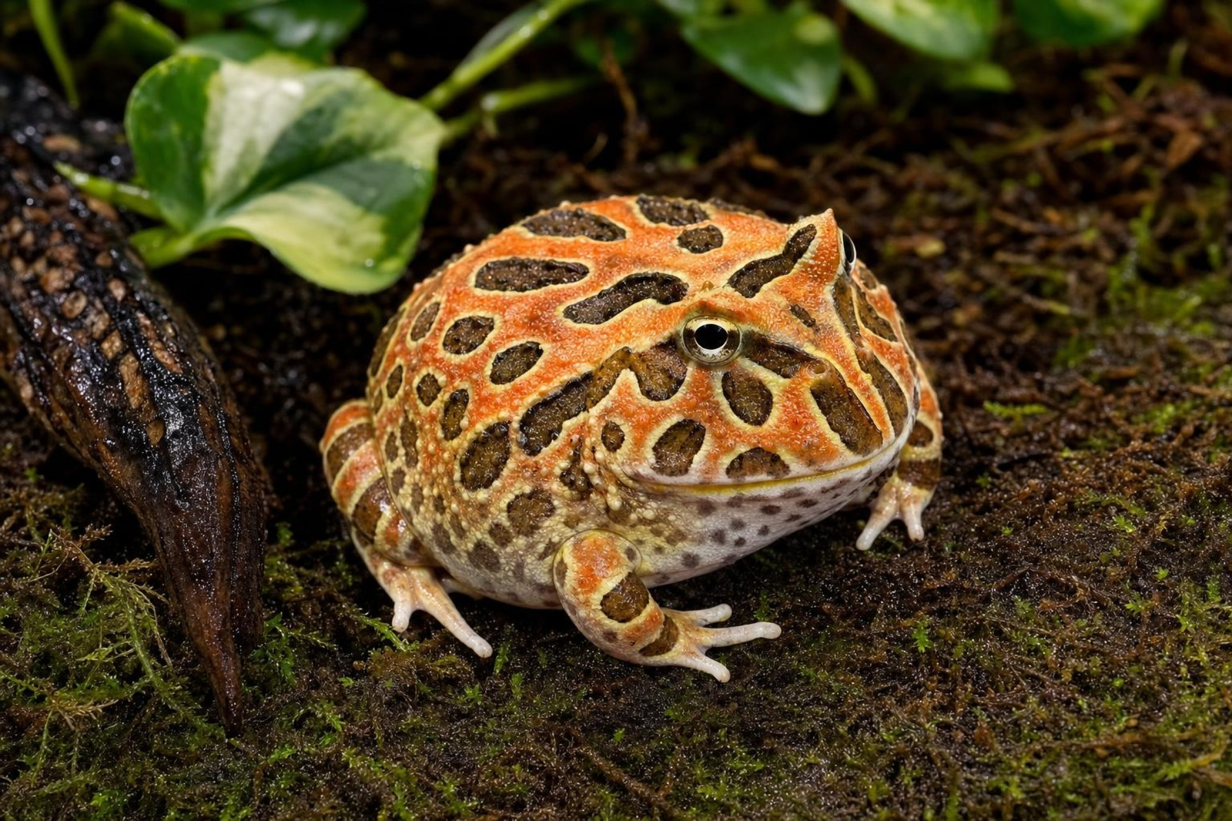 Chaco-Schmuckhornfrosch „Red Coffee“, Ceratophrys cranwelli