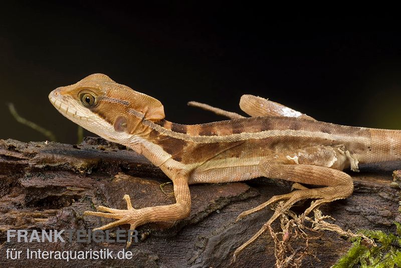 Streifenbasilisk, Basiliscus vittatus, Männlich