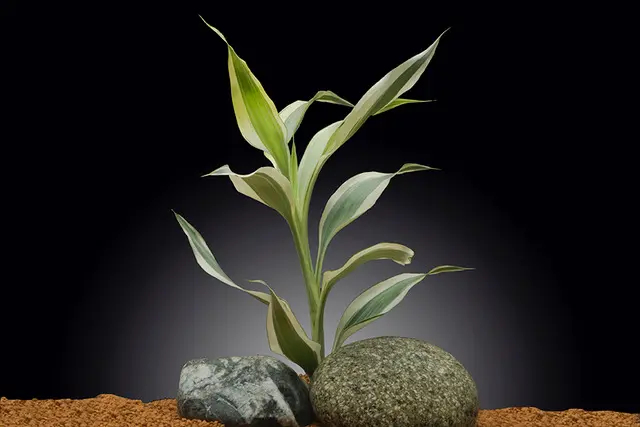 Glücksbambus, Dracaena sanderiana (Terrariumpflanze)