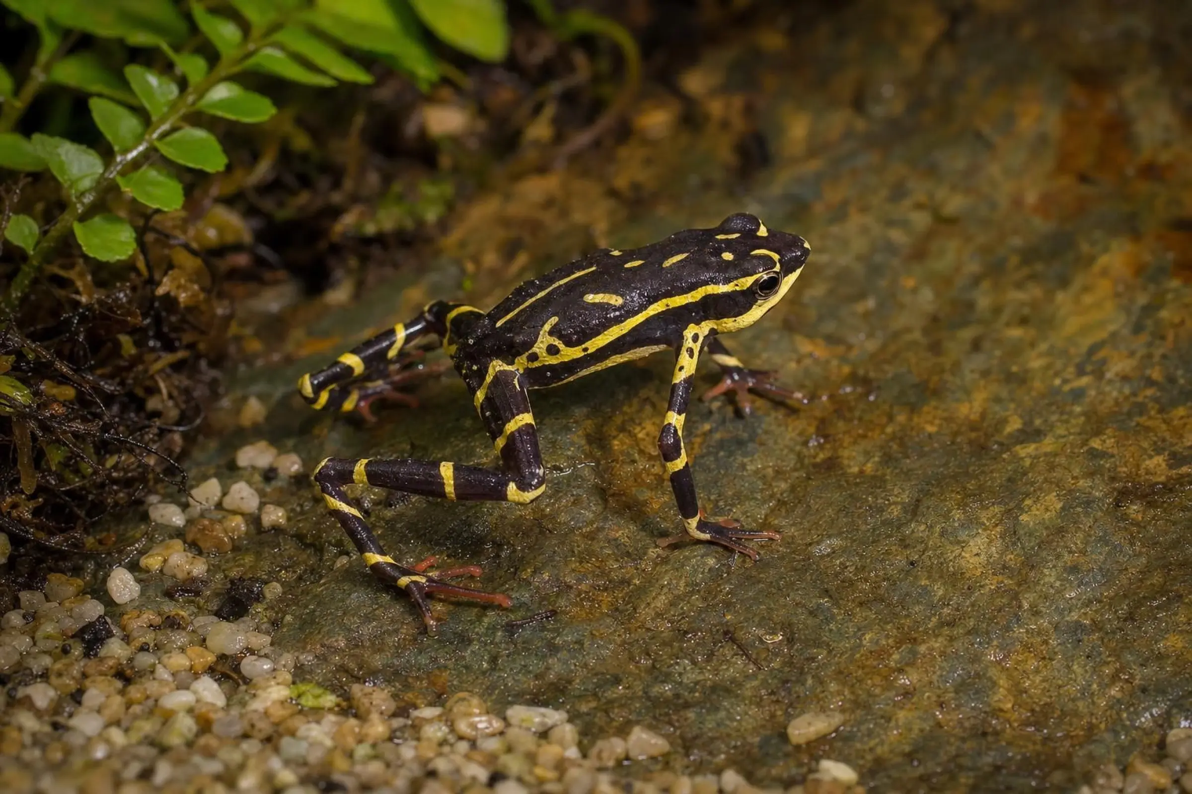 Pebas-Stummelfußkröte, Atelopus spumarius