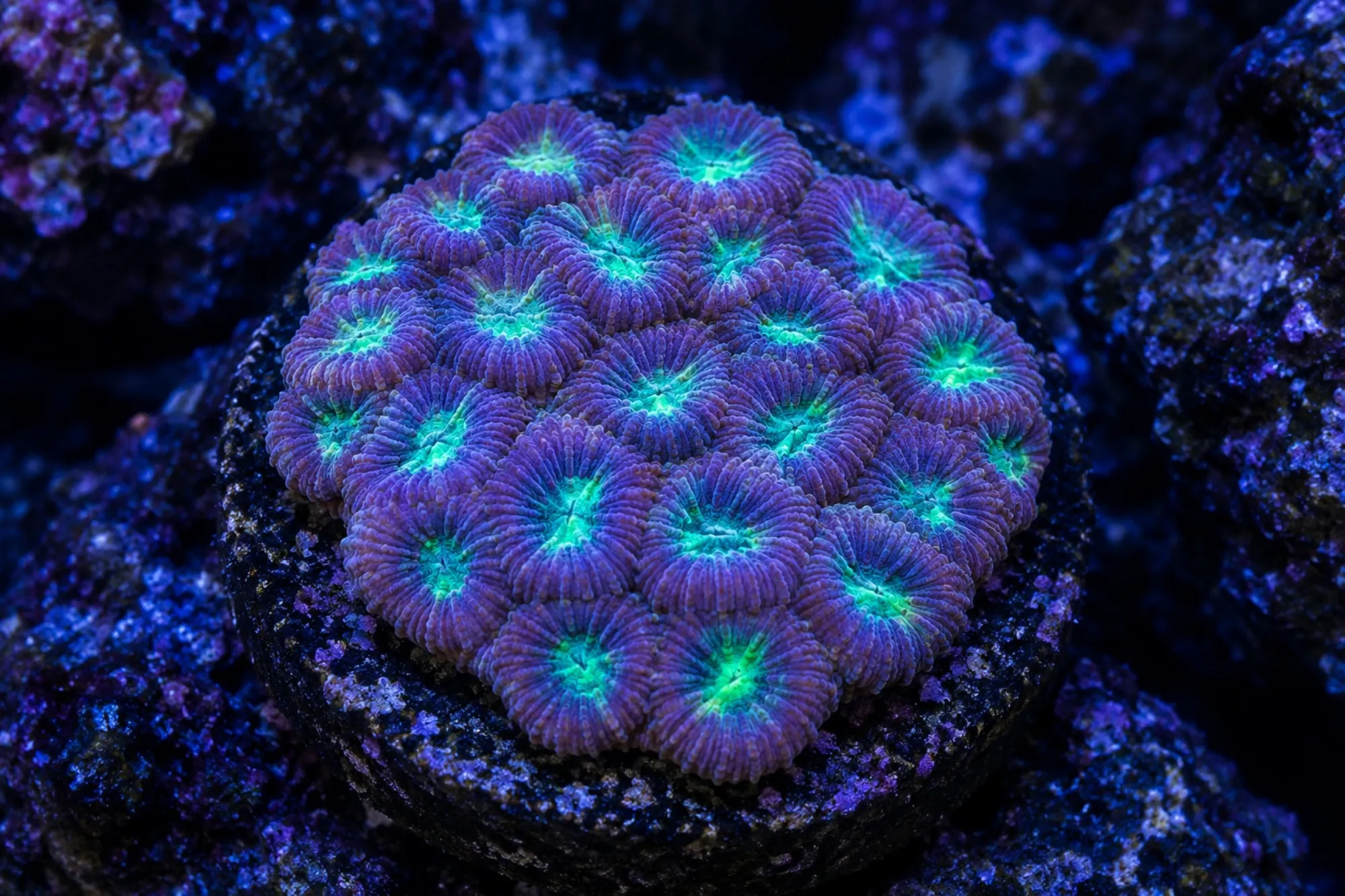 Hirnkoralle „Neon Forrest“ (Nachzucht), Blastomussa merleti, Größe S–M