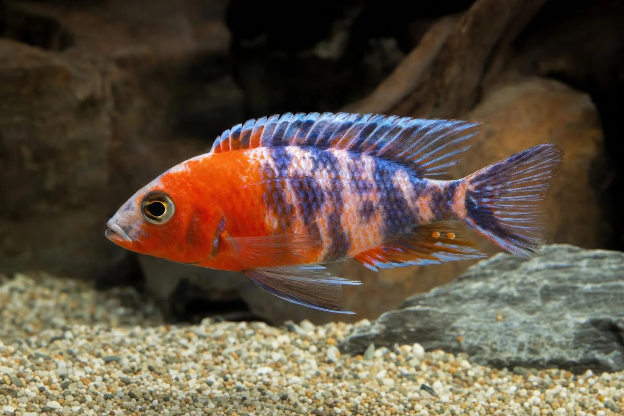Kaiserbuntbarsch „Fire Red Calico“, Aulonocara sp., ca. 5,0-6,0 cm