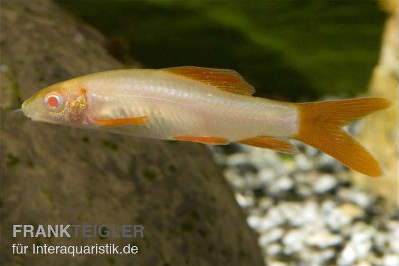 Fransenlipper albino, Epalzeorhynchos frenatum